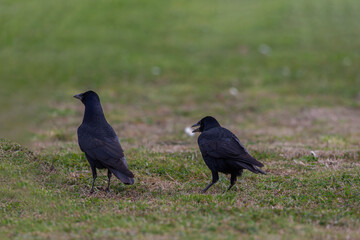 Rook (Corvus frugilegus) feeding in the grass