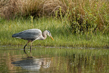 Closeup shot of a grey heron bird walking in the water
