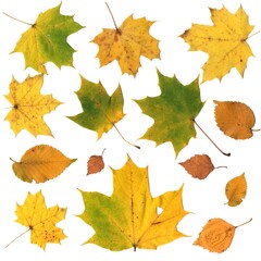 live scanned leaves autumn pattern