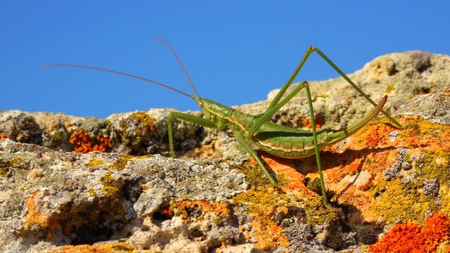 Predatory bush cricket, or the spiked magician (Saga pedo, Orthoptera), largest endangered grasshopper in Europe, Red Book
