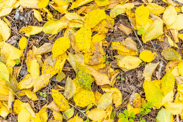 a carpet of yellow autumn leaves