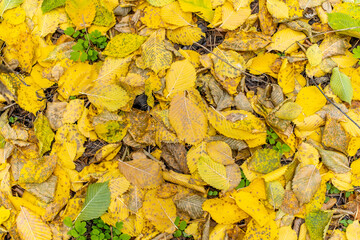 autumn foliage on the ground