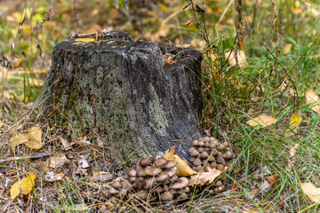 colony of conditionally edible mushrooms