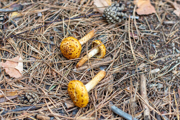 autumn poisonous, inedible mushrooms
