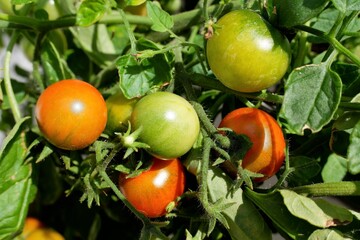 Ripening fruit on tomato plant