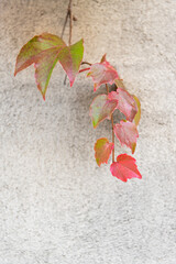 Gros plan de lierre rouge et vert sur un mur