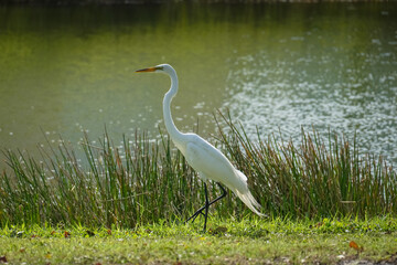 A Great Egret posing on shore of lake