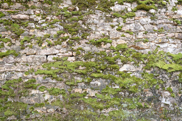 Texture de mur recouvert de mousse