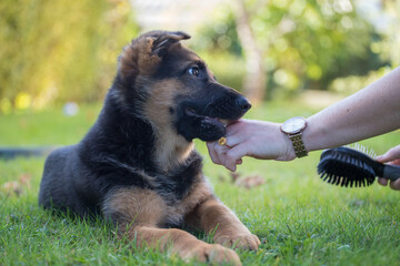 jeune chien berger allemand mordille la main de sa maîtresse qui essaie de la brosser
