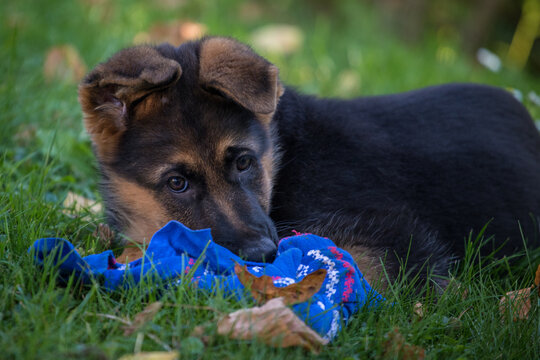 1 652 Best Berger Allemand Images Stock Photos Vectors Adobe Stock