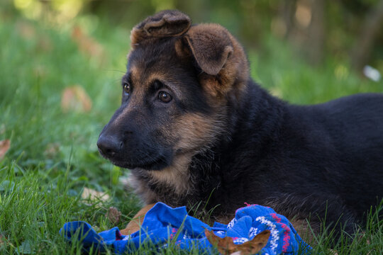 1 652 Best Berger Allemand Images Stock Photos Vectors Adobe Stock