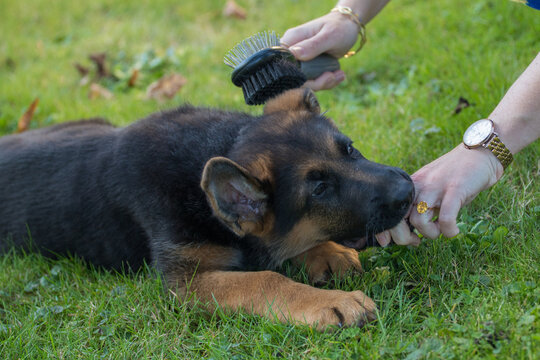 jeune chien berger allemand mordille la main de sa ma&icirc;tresse qui essaie de la brosser