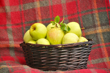 Autumn apple farm picking activities, seasonal harvest with decorative elements at farmers market. 