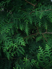 Green background. Thuja close-up.