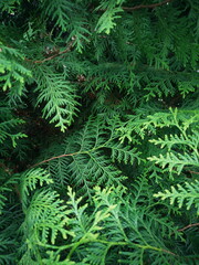 Green background. Thuja close-up.