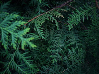 Green background. Thuja close-up.