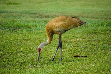 Obraz na płótnie Canvas Sandhill Crane Eating in Grass