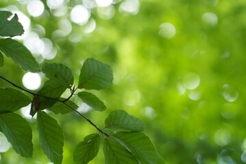 Fototapeta na wymiar green leaves bokeh