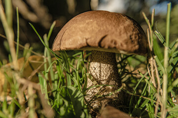 Autumn mushroom growing under a forest aspen - 03