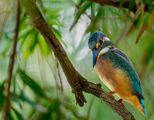 Common Kingfisher in a style