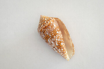Rare conical sea shell "Conus Gloriamaris" also known as Glory of the Sea Cone. Once regarded as the rarest shell in the world.