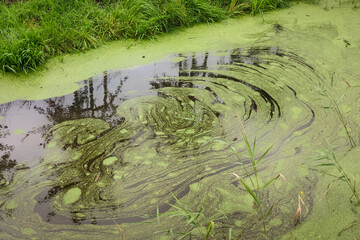 Spiral pattern in duckweed, caused by swirl in the water of the ditch