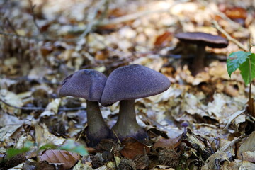CORTINARIUS VIOLACEUS, Dunkelvioletter Schleierling, Mitternachtspilz