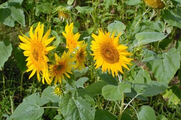 sunflower in the field