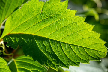 Green leaf of a garden plant in sunlight macro photography. The texture of a juicy leaf on a sunny summer day, close-up photo. Fresh greens with deep shadows in the springtime.	