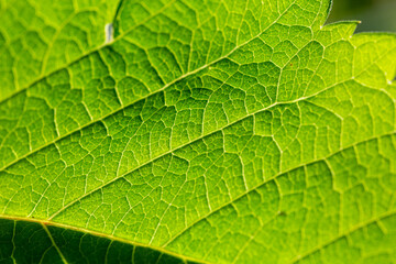 Obraz premium Green leaf of a garden plant in sunlight macro photography. The texture of a juicy leaf on a sunny summer day, close-up photo. Fresh greens with deep shadows in the springtime. 