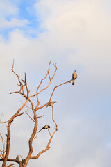 two pigeons and a magpie perched on the branches of a dry tree with the sky in the background