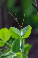 Green leaf of a garden plant in sunlight macro photography. The texture of a juicy leaf on a sunny summer day, close-up photo. Fresh greens with deep shadows in the springtime.