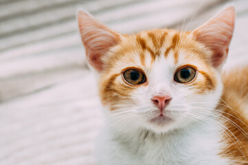 Close-up portrait of cute ginger kitten