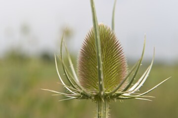 A distel in a Dutch landscape.