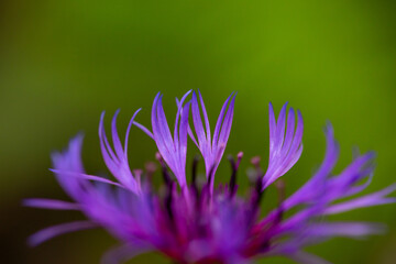 Fresh purple petals of blooming cornflower flower macro photography on a summer day. Bright violet petals of a garden bachelor's button flower close-up photo in the summertime.