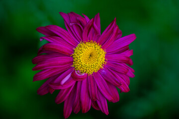 Blooming purple Pyrethrum flower on a green background in summer macro photography. Garden daisy flower with red petals closeup photo on a sunny day.