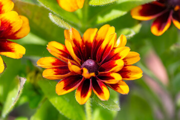 Multicolored rudbeckia flower on a sunny summer day macro photography. Blooming garden black-eyed susan flower with yellow-brown petals close-up photo in summer.	
