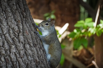 Squirrel Climbing Tree