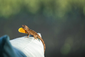 Brown Anole Lizard Dew Flap