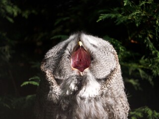 owl screech yawn