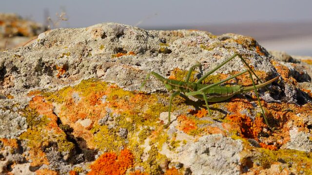 Predatory bush cricket, or the spiked magician (Saga pedo, Orthoptera), largest endangered grasshopper in Europe, Red Book