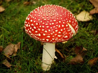 red mushroom