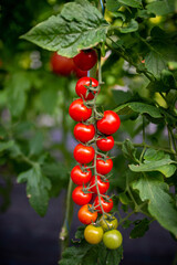 Obraz premium Beautiful red ripe cherry tomatoes grown in a greenhouse