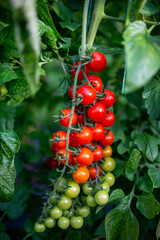 Beautiful red ripe cherry tomatoes grown in a greenhouse