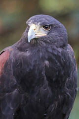 Portrait of the head of a Harris's Hawk