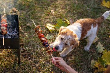 Girl offers Jack Russell Terrier puppy a barbecue stick