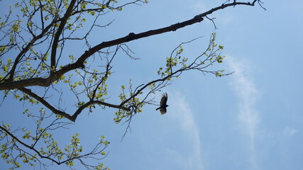 Red-Shouldered Hawk perched on a tree