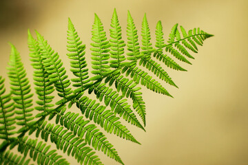 a green fern leaf in the forest. rich natural vegetation of the forest
