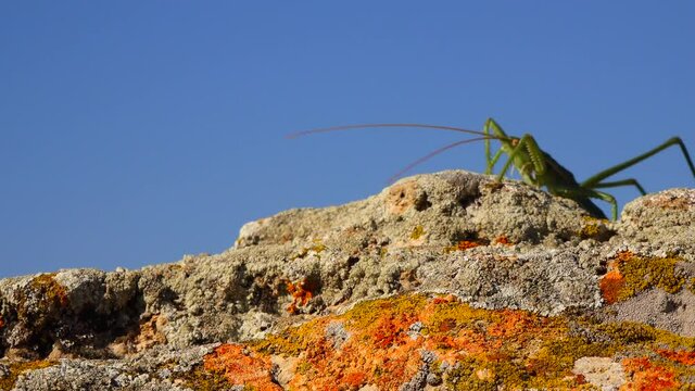 Predatory bush cricket, or the spiked magician (Saga pedo, Orthoptera), largest endangered grasshopper in Europe, Red Book