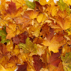 Fototapeta na wymiar Closeup of multicolored yellow, orange, red nad green dried maple leaves on wooden background. Autumn concept